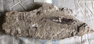 Fossil Fish 5