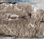 Fossil Fish 6