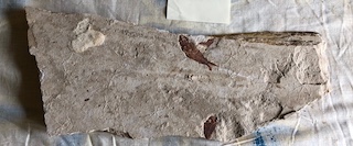 Fischfossil Nr. 7