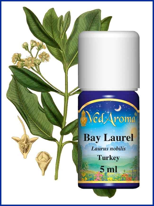 bay laurel essential oil