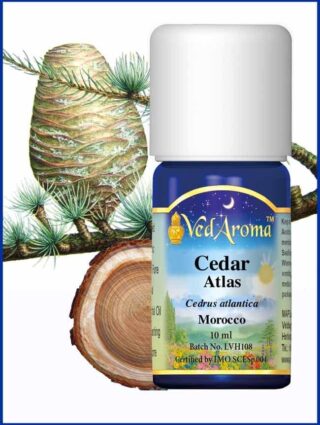 cedar atlas essential oil