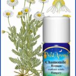 chamomile roman essential oil
