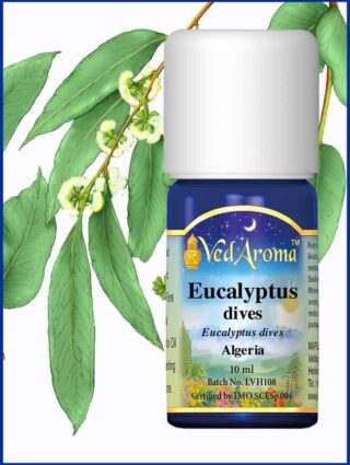 eucalyptus dives essential oil