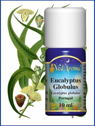 eucalyptus globulus essential oil_2