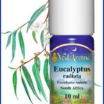 eucalyptus radiata essential oil africa