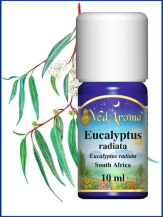 eucalyptus radiata essential oil africa