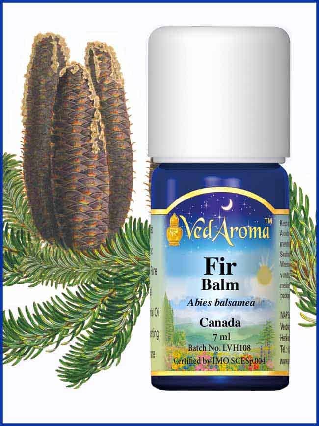 fir balm essential oil fir balm essential oil