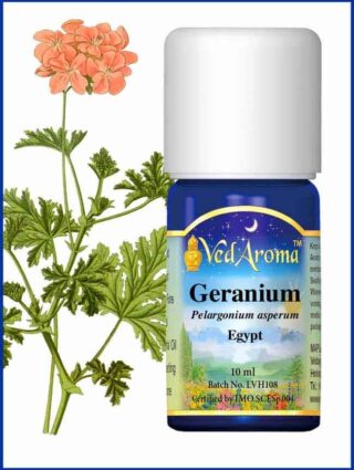 geranium rose essential oil