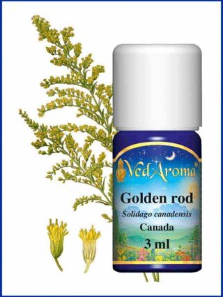 golden rod essential oil