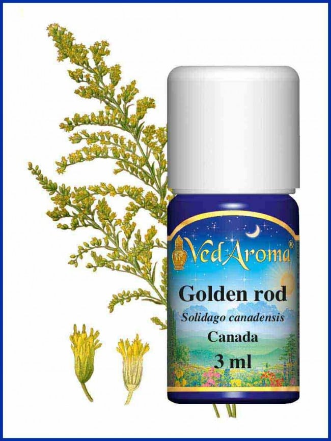 golden rod essential oil golden rod essential oil
