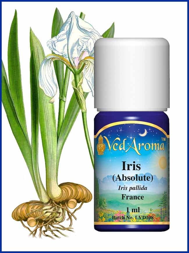 iris absolute iris absolute