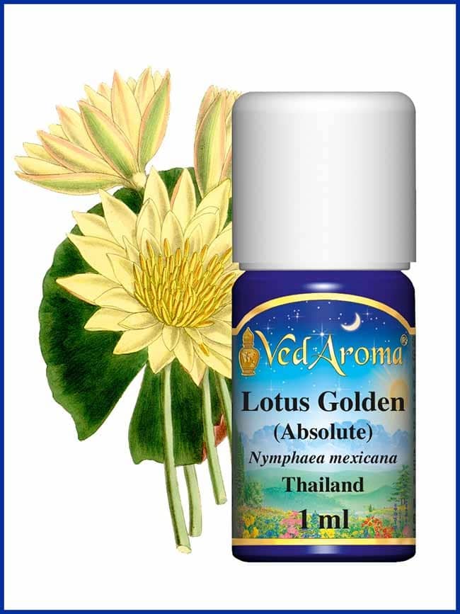 lotus gold absolute lotus gold absolute