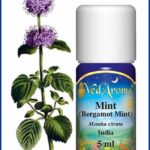 mint bergamot mint essential oil