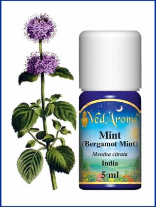 mint bergamot mint essential oil