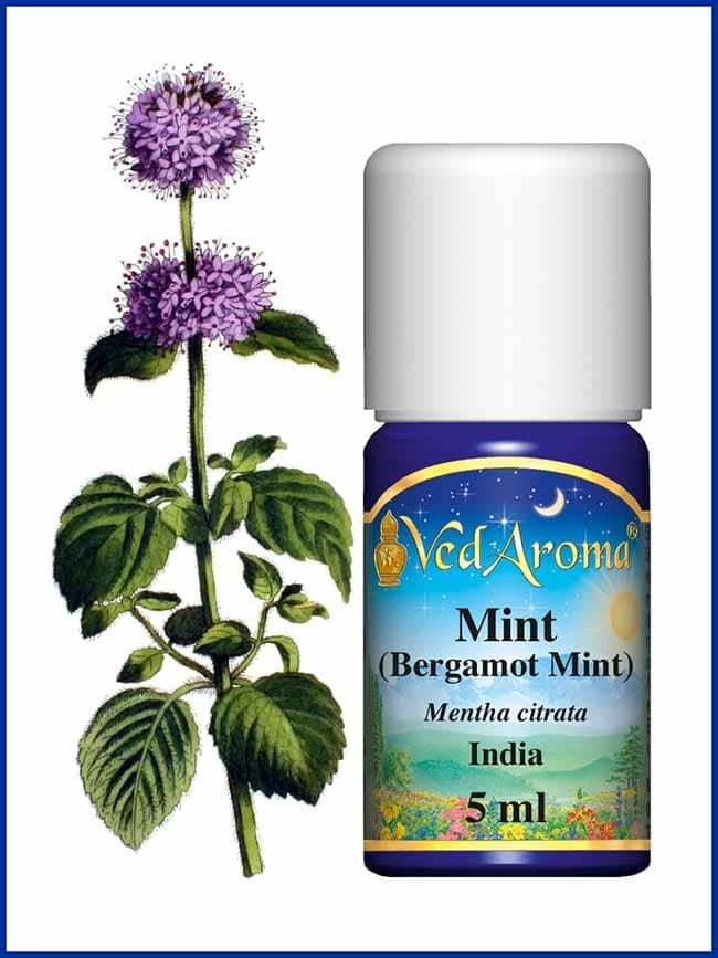 mint bergamot mint essential oil