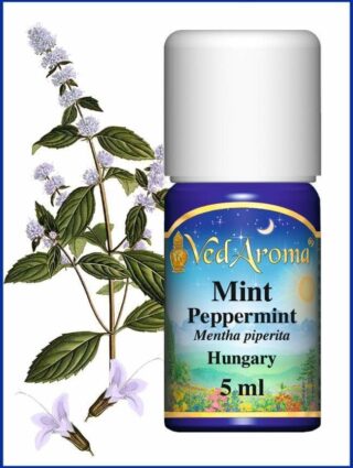 mint peppermint essential oil from hungary
