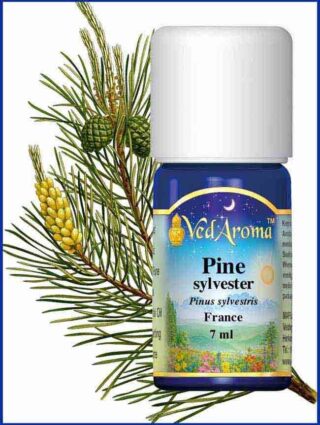 pine sylvester essential oil