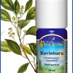 ravintsara essential oil