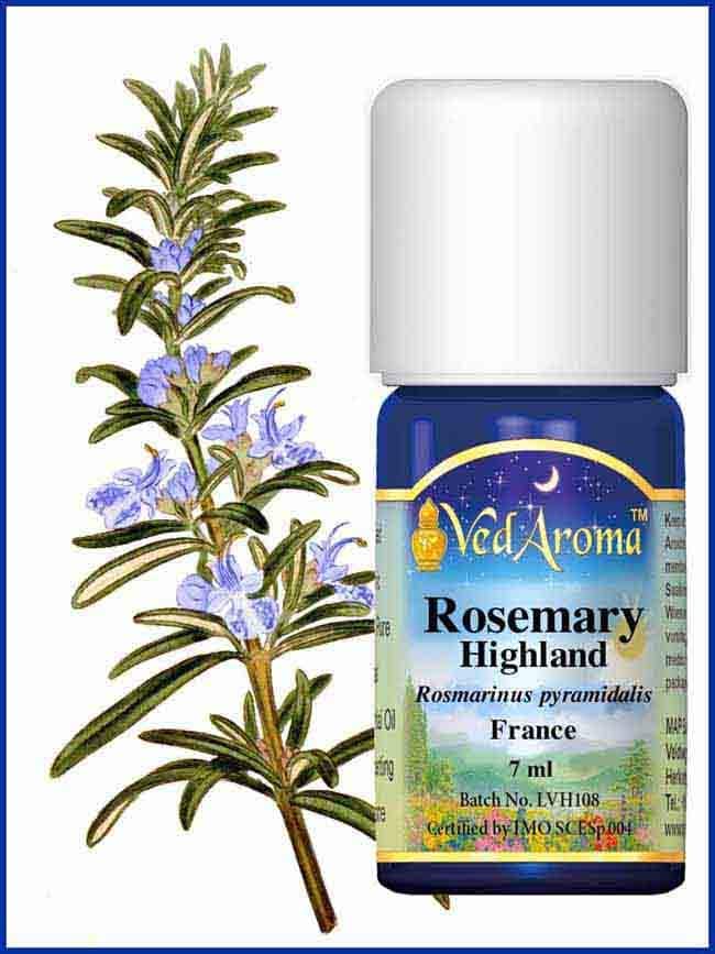 rosemary highland essential oil