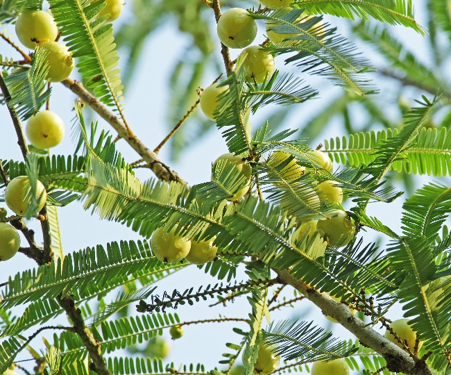 category-goosberries-1 Gift Card - Image 1